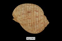 藏品(中華鶉螺)的圖片